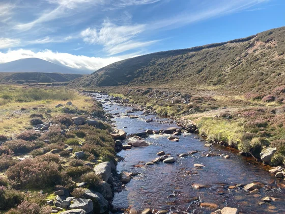 Hives in Balerno landscape